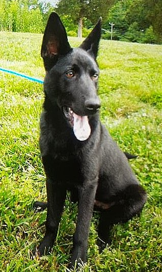 Illustration for article titled I found a stray German Shepherd today. OMG